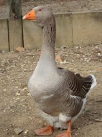 /album/aquaticos/ganso-toulouse-jpg/